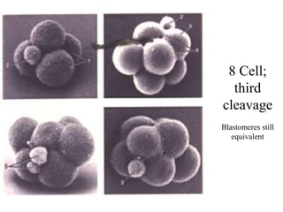 8 Cell;
third
cleavage
Blastomeres still
equivalent
 