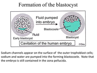 Formation of the blastocyst
Sodium channels appear on the surface of the outer trophoblast cells;
sodium and water are pumped into the forming blastocoele. Note that
the embryo is still contained in the zona pellucida.
 