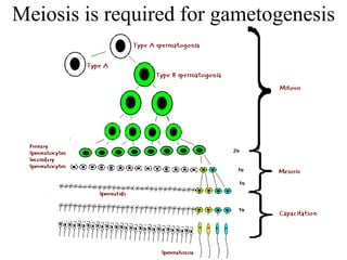 Meiosis is required for gametogenesis
 