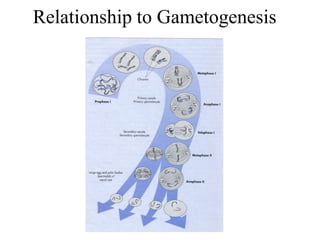 Relationship to Gametogenesis
 