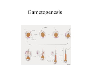 Gametogenesis
 