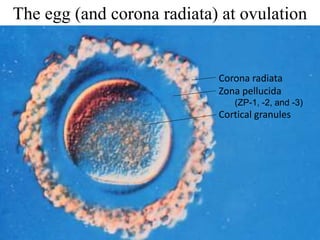 Corona radiata
Zona pellucida
(ZP-1, -2, and -3)
Cortical granules
The egg (and corona radiata) at ovulation
 