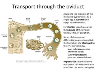 Transport through the oviduct
At around the midpoint of the
menstrual cycle (~day 14), a
single egg is ovulated and
swept into the oviduct.
Fertilization usually occurs in
the ampulla of the oviduct
within 24 hrs. of ovulation.
Series of cleavage and
differentiation events results in
the formation of a blastocyst by
the 4th embryonic day.
Inner cell mass generates
embryonic tissues
Outer trophectoderm
generates placental tissues
Implantation into the uterine
wall occurs ~6th embryonic day
(day 20 of the menstrual cycle)
 