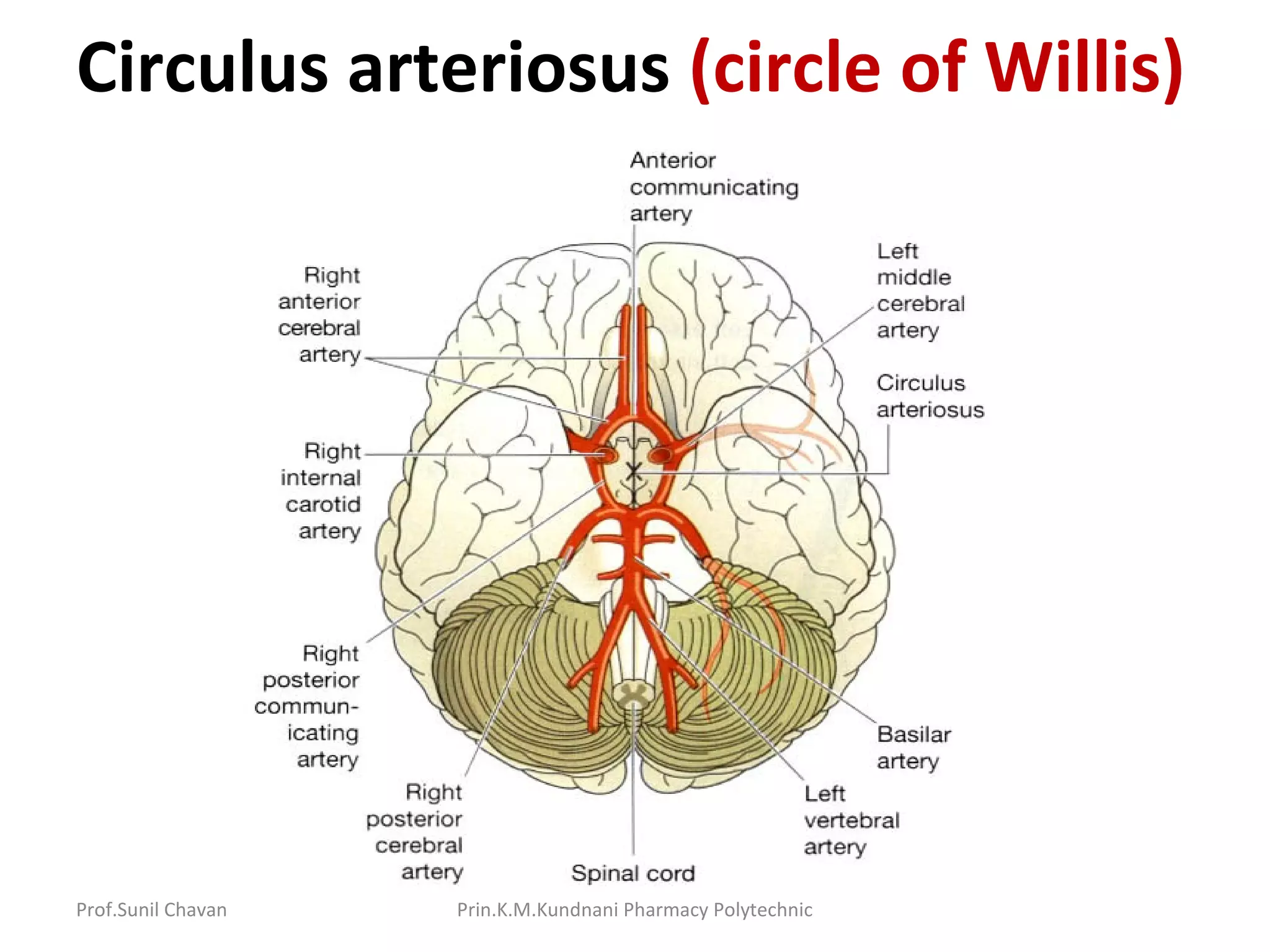 Prof.Sunil Chavan Prin.K.M.Kundnani Pharmacy Polytechnic
Circulus arteriosus (circle of Willis)
 