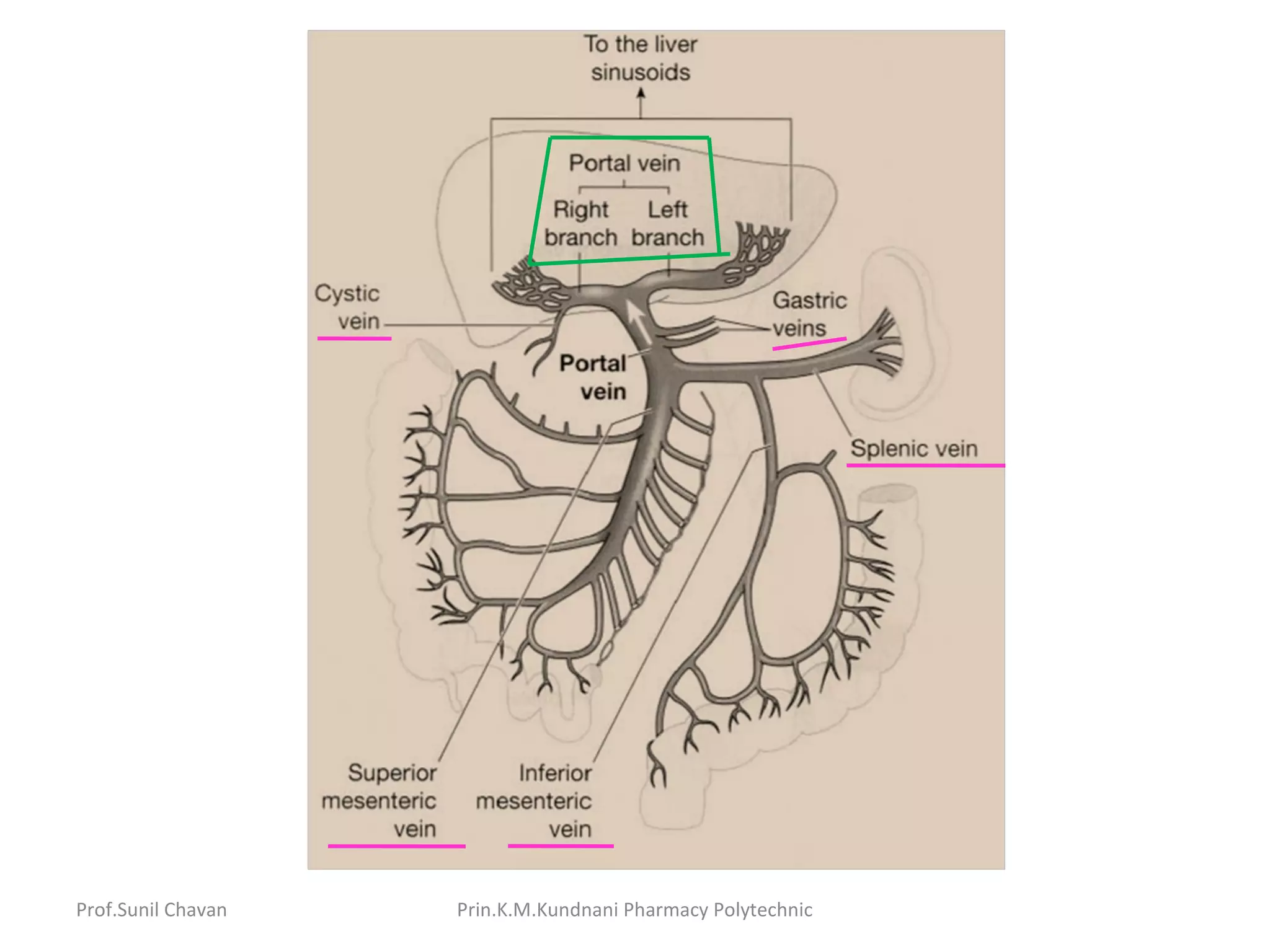 Prof.Sunil Chavan Prin.K.M.Kundnani Pharmacy Polytechnic
 