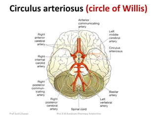 Prof.Sunil Chavan Prin.K.M.Kundnani Pharmacy Polytechnic
Circulus arteriosus (circle of Willis)
 