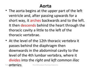 Prof.Sunil Chavan Prin.K.M.Kundnani Pharmacy Polytechnic
Aorta
• The aorta begins at the upper part of the left
ventricle and, after passing upwards for a
short way, it arches backwards and to the left.
It then descends behind the heart through the
thoracic cavity a little to the left of the
thoracic vertebrae.
• At the level of the 12th thoracic vertebra it
passes behind the diaphragm then
downwards in the abdominal cavity to the
level of the 4th lumbar vertebra, where it
divides into the right and left common iliac
arteries.
 