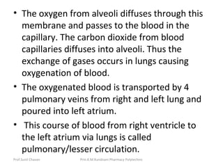 • The oxygen from alveoli diffuses through this
membrane and passes to the blood in the
capillary. The carbon dioxide from blood
capillaries diffuses into alveoli. Thus the
exchange of gases occurs in lungs causing
oxygenation of blood.
• The oxygenated blood is transported by 4
pulmonary veins from right and left lung and
poured into left atrium.
• This course of blood from right ventricle to
the left atrium via lungs is called
pulmonary/lesser circulation.
Prof.Sunil Chavan Prin.K.M.Kundnani Pharmacy Polytechnic
 