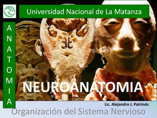 Universidad Nacional de La Matanza

A
N
A
T
O
M
I   NEUROANATOMIA
A                          Lic. Alejandro J. Patrinós
Organización del Sistema Nervioso
 