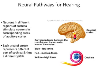 Hearing and Balance.ppt