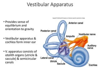 Hearing and Balance.ppt