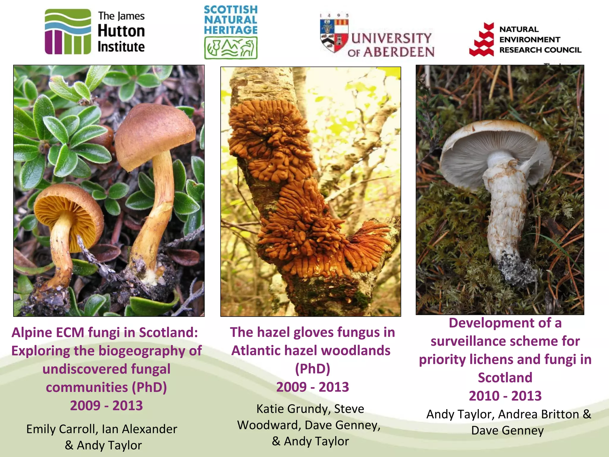 Development of a
Alpine ECM fungi in Scotland:    The hazel gloves fungus in
                                                                surveillance scheme for
Exploring the biogeography of    Atlantic hazel woodlands
                                                              priority lichens and fungi in
     undiscovered fungal                   (PhD)
                                                                         Scotland
     communities (PhD)                  2009 - 2013
                                                                       2010 - 2013
         2009 - 2013                Katie Grundy, Steve        Andy Taylor, Andrea Britton &
  Emily Carroll, Ian Alexander    Woodward, Dave Genney,              Dave Genney
         & Andy Taylor                & Andy Taylor
 