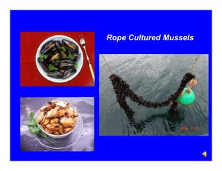 Rope Cultured Mussels

 