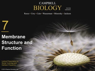 CAMPBELL 
BIOLOGY 
Reece • Urry • Cain •Wasserman • Minorsky • Jackson 
© 2014 Pearson Education, Inc. 
TENTH 
EDITION 
7 
Membrane 
Structure and 
Function 
Lecture Presentation by 
Nicole Tunbridge and 
Kathleen Fitzpatrick 
 