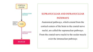 SUPRANUCLEAR AND INFRANUCLEAR
PATHWAYS
Anatomical pathways, which extend from the
cortical centers of the brain to the cranial nerve
nuclei, are called the supranuclear pathways.
From the cranial nerve nuclei to the ocular muscle
exist the intranuclear pathways
 