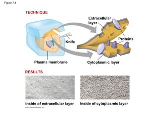 Figure 7.4
Knife
Plasma membrane Cytoplasmic layer
Proteins
Extracellular
layer
Inside of extracellular layer Inside of cytoplasmic layer
TECHNIQUE
RESULTS
 