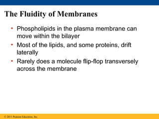 The Fluidity of Membranes
• Phospholipids in the plasma membrane can
move within the bilayer
• Most of the lipids, and some proteins, drift
laterally
• Rarely does a molecule flip-flop transversely
across the membrane
© 2011 Pearson Education, Inc.
 