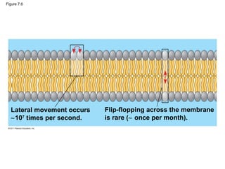 Figure 7.6
Lateral movement occurs
∼107
times per second.
Flip-flopping across the membrane
is rare (∼ once per month).
 
