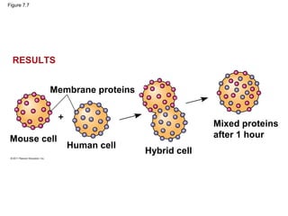 Figure 7.7
Membrane proteins
Mouse cell
Human cell
Hybrid cell
Mixed proteins
after 1 hour
RESULTS
 