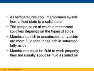 • As temperatures cool, membranes switch
from a fluid state to a solid state
• The temperature at which a membrane
solidifies depends on the types of lipids
• Membranes rich in unsaturated fatty acids
are more fluid than those rich in saturated
fatty acids
• Membranes must be fluid to work properly;
they are usually about as fluid as salad oil
© 2011 Pearson Education, Inc.
 