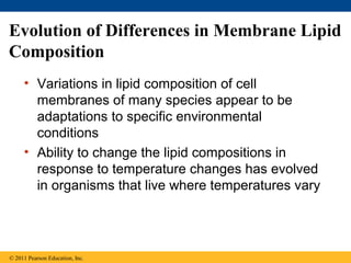 Evolution of Differences in Membrane Lipid
Composition
• Variations in lipid composition of cell
membranes of many species appear to be
adaptations to specific environmental
conditions
• Ability to change the lipid compositions in
response to temperature changes has evolved
in organisms that live where temperatures vary
© 2011 Pearson Education, Inc.
 