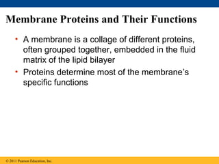 Membrane Proteins and Their Functions
• A membrane is a collage of different proteins,
often grouped together, embedded in the fluid
matrix of the lipid bilayer
• Proteins determine most of the membrane’s
specific functions
© 2011 Pearson Education, Inc.
 