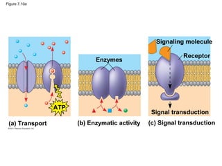 Figure 7.10a
Enzymes
Signaling molecule
Receptor
Signal transduction
ATP
(a) Transport (b) Enzymatic activity (c) Signal transduction
 