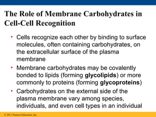 The Role of Membrane Carbohydrates in
Cell-Cell Recognition
• Cells recognize each other by binding to surface
molecules, often containing carbohydrates, on
the extracellular surface of the plasma
membrane
• Membrane carbohydrates may be covalently
bonded to lipids (forming glycolipids) or more
commonly to proteins (forming glycoproteins)
• Carbohydrates on the external side of the
plasma membrane vary among species,
individuals, and even cell types in an individual
© 2011 Pearson Education, Inc.
 
