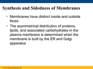 Synthesis and Sidedness of Membranes
• Membranes have distinct inside and outside
faces
• The asymmetrical distribution of proteins,
lipids, and associated carbohydrates in the
plasma membrane is determined when the
membrane is built by the ER and Golgi
apparatus
© 2011 Pearson Education, Inc.
 