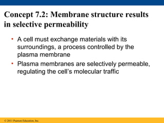 Concept 7.2: Membrane structure results
in selective permeability
• A cell must exchange materials with its
surroundings, a process controlled by the
plasma membrane
• Plasma membranes are selectively permeable,
regulating the cell’s molecular traffic
© 2011 Pearson Education, Inc.
 