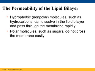 The Permeability of the Lipid Bilayer
• Hydrophobic (nonpolar) molecules, such as
hydrocarbons, can dissolve in the lipid bilayer
and pass through the membrane rapidly
• Polar molecules, such as sugars, do not cross
the membrane easily
© 2011 Pearson Education, Inc.
 