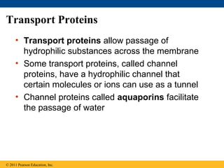 Transport Proteins
• Transport proteins allow passage of
hydrophilic substances across the membrane
• Some transport proteins, called channel
proteins, have a hydrophilic channel that
certain molecules or ions can use as a tunnel
• Channel proteins called aquaporins facilitate
the passage of water
© 2011 Pearson Education, Inc.
 