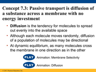 Concept 7.3: Passive transport is diffusion of
a substance across a membrane with no
energy investment
• Diffusion is the tendency for molecules to spread
out evenly into the available space
• Although each molecule moves randomly, diffusion
of a population of molecules may be directional
• At dynamic equilibrium, as many molecules cross
the membrane in one direction as in the other
© 2011 Pearson Education, Inc.
Animation: Membrane Selectivity
Animation: Diffusion
 