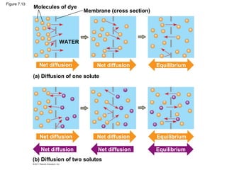 Figure 7.13
Molecules of dye
Membrane (cross section)
WATER
(a) Diffusion of one solute
(b) Diffusion of two solutes
Net diffusion Net diffusion
Net diffusion Net diffusion
Net diffusion Net diffusion
Equilibrium
Equilibrium
Equilibrium
 