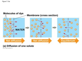 Figure 7.13a
Molecules of dye
Membrane (cross section)
WATER
(a) Diffusion of one solute
Net diffusion Net diffusion Equilibrium
 
