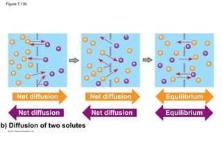Figure 7.13b
(b) Diffusion of two solutes
Net diffusion Net diffusion
Net diffusion Net diffusion
Equilibrium
Equilibrium
 