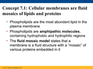 Concept 7.1: Cellular membranes are fluid
mosaics of lipids and proteins
• Phospholipids are the most abundant lipid in the
plasma membrane
• Phospholipids are amphipathic molecules,
containing hydrophobic and hydrophilic regions
• The fluid mosaic model states that a
membrane is a fluid structure with a “mosaic” of
various proteins embedded in it
© 2011 Pearson Education, Inc.
 