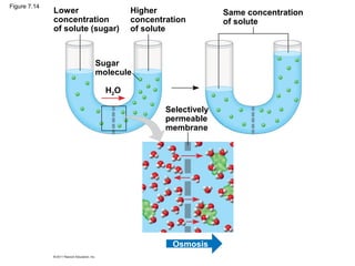 Figure 7.14
Lower
concentration
of solute (sugar)
Higher
concentration
of solute
Sugar
molecule
H2O
Same concentration
of solute
Selectively
permeable
membrane
Osmosis
 