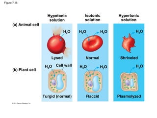 Figure 7.15
Hypotonic
solution
Osmosis
Isotonic
solution
Hypertonic
solution
(a) Animal cell
(b) Plant cell
H2O H2O H2O H2O
H2O H2O H2O H2OCell wall
Lysed Normal Shriveled
Turgid (normal) Flaccid Plasmolyzed
 