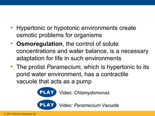 • Hypertonic or hypotonic environments create
osmotic problems for organisms
• Osmoregulation, the control of solute
concentrations and water balance, is a necessary
adaptation for life in such environments
• The protist Paramecium, which is hypertonic to its
pond water environment, has a contractile
vacuole that acts as a pump
© 2011 Pearson Education, Inc.
Video: Chlamydomonas
Video: Paramecium Vacuole
 