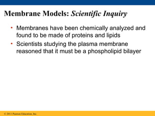 Membrane Models: Scientific Inquiry
• Membranes have been chemically analyzed and
found to be made of proteins and lipids
• Scientists studying the plasma membrane
reasoned that it must be a phospholipid bilayer
© 2011 Pearson Education, Inc.
 
