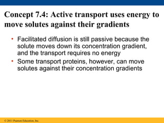 Concept 7.4: Active transport uses energy to
move solutes against their gradients
• Facilitated diffusion is still passive because the
solute moves down its concentration gradient,
and the transport requires no energy
• Some transport proteins, however, can move
solutes against their concentration gradients
© 2011 Pearson Education, Inc.
 
