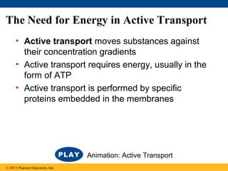 The Need for Energy in Active Transport
• Active transport moves substances against
their concentration gradients
• Active transport requires energy, usually in the
form of ATP
• Active transport is performed by specific
proteins embedded in the membranes
© 2011 Pearson Education, Inc.
Animation: Active Transport
 