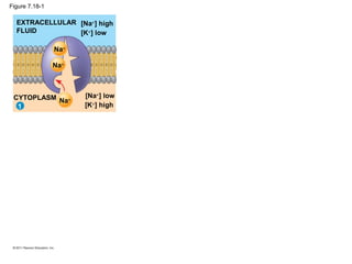 Figure 7.18-1
EXTRACELLULAR
FLUID
[Na+
] high
[K+
] low
[Na+
] low
[K+
] high
CYTOPLASM
Na+
Na+
Na+
1
 