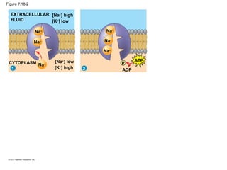 Figure 7.18-2
EXTRACELLULAR
FLUID
[Na+
] high
[K+
] low
[Na+
] low
[K+
] high
CYTOPLASM
Na+
Na+
Na+
1 2
Na+
Na+
Na+
P
ATP
ADP
 