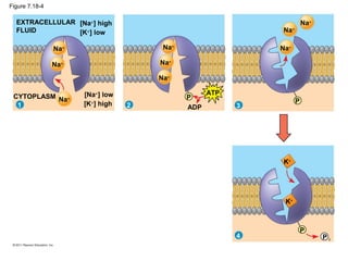 Figure 7.18-4
EXTRACELLULAR
FLUID
[Na+
] high
[K+
] low
[Na+
] low
[K+
] high
CYTOPLASM
Na+
Na+
Na+
1 2 3
4
Na+
Na+
Na+
Na+
Na+
Na+
K+
K+
P
P
P
P i
ATP
ADP
 
