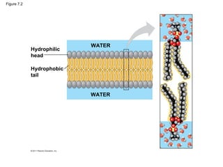 Figure 7.2
Hydrophilic
head
Hydrophobic
tail
WATER
WATER
 