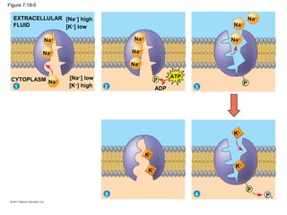 Figure 7.18-5
EXTRACELLULAR
FLUID
[Na+
] high
[K+
] low
[Na+
] low
[K+
] high
CYTOPLASM
Na+
Na+
Na+
1 2 3
45
Na+
Na+
Na+
Na+
Na+
Na+
K+
K+
K+
K+
P
P
P
P i
ATP
ADP
 