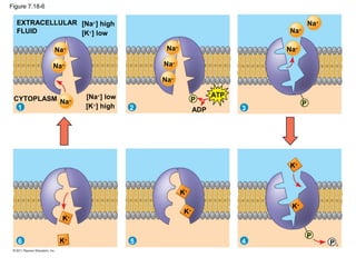 Figure 7.18-6
EXTRACELLULAR
FLUID
[Na+
] high
[K+
] low
[Na+
] low
[K+
] high
CYTOPLASM
Na+
Na+
Na+
1 2 3
456
Na+
Na+
Na+
Na+
Na+
Na+
K+
K+
K+
K+
K+
K+
P
P
P
P i
ATP
ADP
 