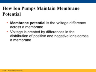 How Ion Pumps Maintain Membrane
Potential
• Membrane potential is the voltage difference
across a membrane
• Voltage is created by differences in the
distribution of positive and negative ions across
a membrane
© 2011 Pearson Education, Inc.
 